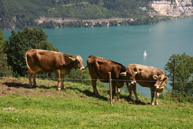 Vierwaldstättersee 5
